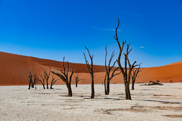 Famous Dead vlei with dead trees in dry salt lake, desert landscape of Namib at Sossusvlei,...