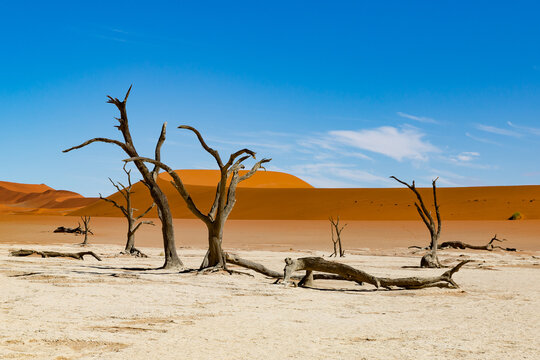 Famous Dead vlei with dead trees in dry salt lake, desert landscape of Namib at Sossusvlei, Namib-Naukluft National Park, Namibia - Powered by Adobe