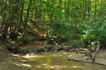 Small river in the forest with fallen trees on a sunny day