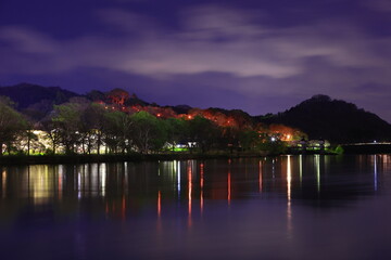 ライトアップの夜桜