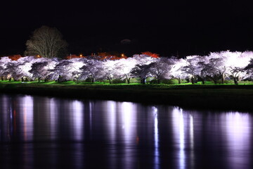 ライトアップの夜桜