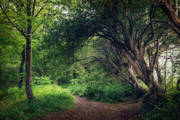 spring fairytale woodland. Idless cornwall england uk near Truro 