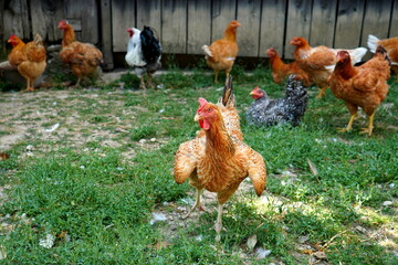 Free range hens in their yard with green grass in a village in Transylvania, Romania 