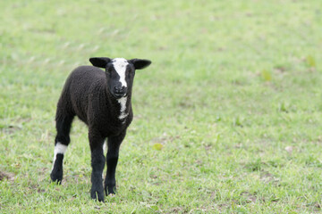 Schwarzes Lamm mit Blesse neugierig schauend 1