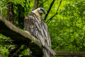 Bearded vulture