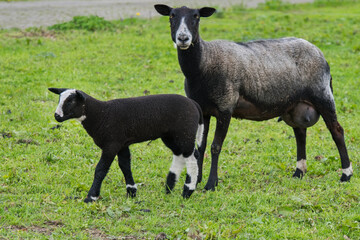 Mutterschaft braunschwarz mit Blesse und Lamm