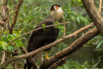 Crested caracara