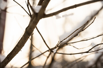 Twigs of trees with ice in winter