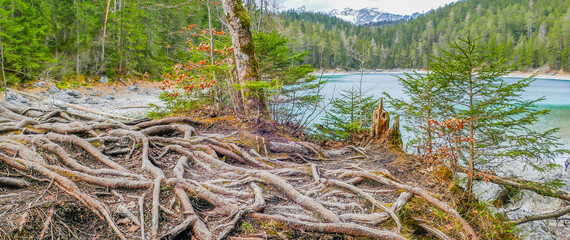 Panorama Wurzelgeflecht vor Bergsee