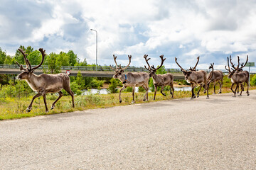 Reindeer in Lapland, Finland © Olivia Janatuinen