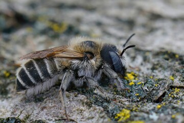 Closeup on a hairy female Hoplitis bisulca solitary bee sitting on wood