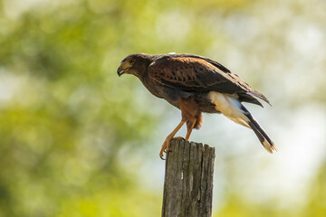 Harris's hawk