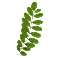 Acacia leaf isolated on white background.