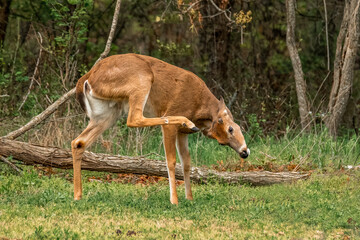 deer in the woods