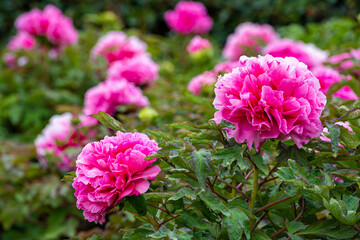 Pink peony flowers blooming in the garden.