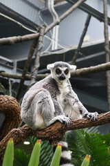 A Lemur, Native Animal of Madagascar, Sitting on the Branch of a Tree