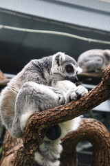 A Lemur, Native Animal of Madagascar, Sitting on the Branch of a Tree