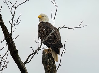 Majestic bald eagle perched atop a barren tree branch.