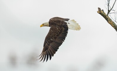 Majestic bald eagle soaring in the sky by a solitary bare tree in the background.