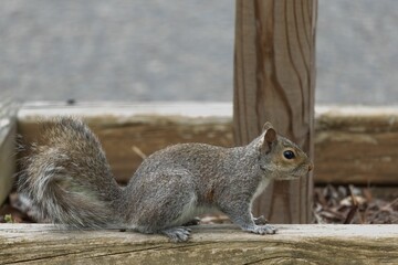 Squirrel perched atop a log.