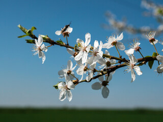 Wiosna kwiat jabłoni - 595282952