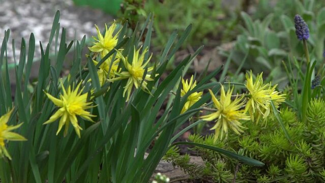 Yellow flowers daffodils on a flower bed in the garden. The blooming flower sways in the wind. Gardening in spring. Dandelion variety. Nature outdoor.