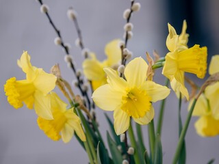 Vibrant bouquet of yellow narcissus flowers