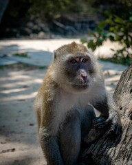 Vertical shot of a monkey on a tree in a forest on a sunny day