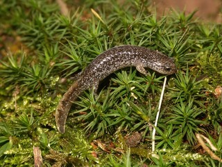 Closeup on a juvenile Japanese endemic clouded salamander, Hynobius nebulosus