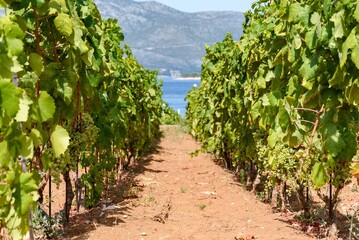 Fototapeta na wymiar Vineyard on red soil on coast of beautiful Mediterranean island of Korcula in Croatia
