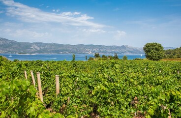 Fototapeta na wymiar Vineyard on coast of beautiful Mediterranean island of Korcula in Croatia