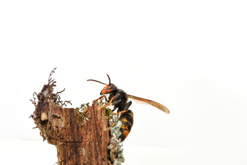 asian hornet, yellow-legged hornet (vespa velutina)