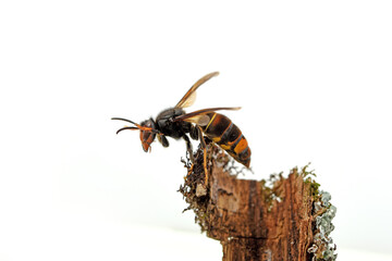 asian hornet, yellow-legged hornet (vespa velutina)