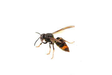 asian hornet, yellow-legged hornet (vespa velutina) - obrazy, fototapety, plakaty