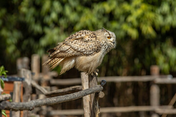 Eurasian eagle-owl