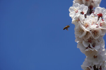 A bee in flight on an apricot flower. European bee, Apis mellifera. Flying honeybee pollinating...