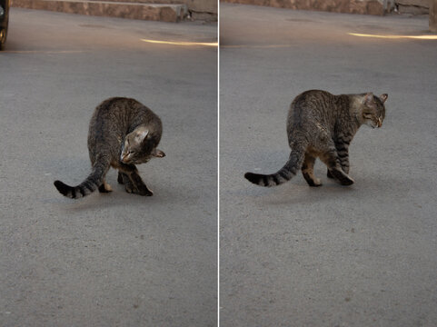 Set of vertical photos with gray stray homeless wild cat on street of Georgian city of Tbilisi. Georgia. Pet sniffing his butt. Concept of caring for domestic animal, walking, loneliness. Wildlife