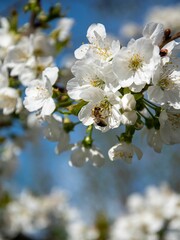 Vertical shot of a bee on an apricot blossom in a garden under the sunlight