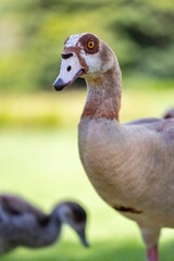 Vertical shot of an Egyptian goose in a field under the sunlight