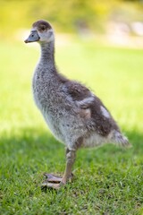 Vertical shot of an Egyptian goose in a field under the sunlight