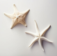 White starfish isolated