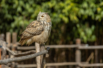 Eurasian eagle-owl