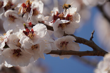 beautiful apricot flowers in the garden