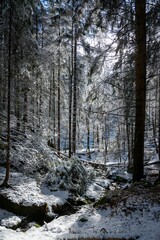 Vertical shot of a forest covered in snow in winter in the countryside