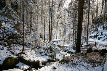 Landscape of a forest covered in the snow in the daylight