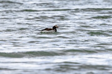 Duck gliding through a tranquil body of water