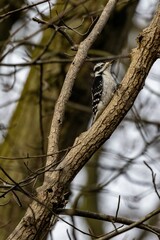 Downy woodpecker bird perched on a tree branch
