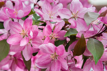 A branch of apple tree with pink flowers. Flowering apple tree in spring. Blossoming apple with soft focus.