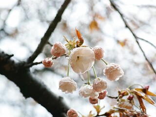 Closeup of beautiful white flower blooms on the branches of a tree under the moonlight