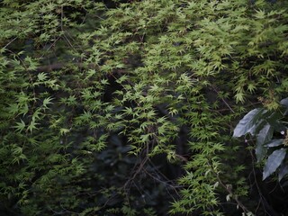 Obraz premium Scenic outdoor view with lush green foliage